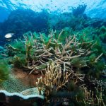 Coral reefs are at a tipping point after surging global temperatures