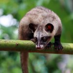 Civet coffee: The real chemistry behind this bizarre luxury drink Civet coffee: The real chemistry behind this bizarre luxury drink
