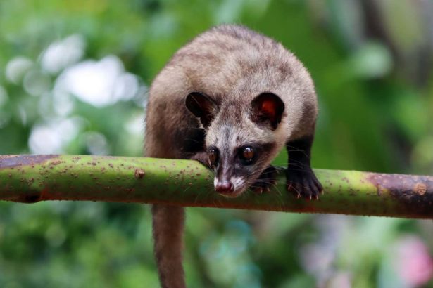 Civet coffee: The real chemistry behind this bizarre luxury drink