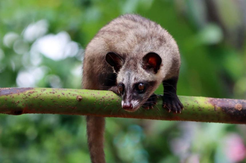 Civet coffee: The real chemistry behind this bizarre luxury drink Civet coffee: The real chemistry behind this bizarre luxury drink