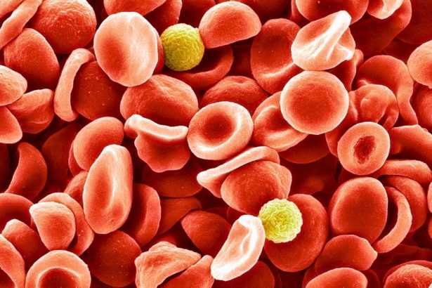 Scientists Identified a New Blood Group After a 50-Year Mystery : ScienceAlert
