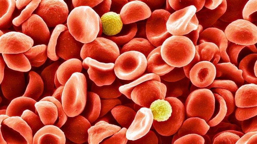 Scientists Identified a New Blood Group After a 50-Year Mystery : ScienceAlert Scientists Identified a New Blood Group After a 50-Year Mystery : ScienceAlert