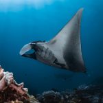 Scientists and fishers have teamed up to find a way to save manta rays