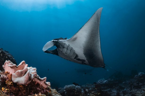 Scientists and fishers have teamed up to find a way to save manta rays