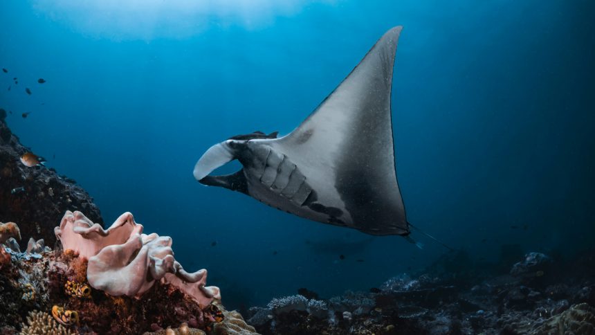 Scientists and fishers have teamed up to find a way to save manta rays Scientists and fishers have teamed up to find a way to save manta rays
