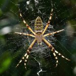 Spider Web Patterns May Help Arachnids Sense Vibrations from Prey