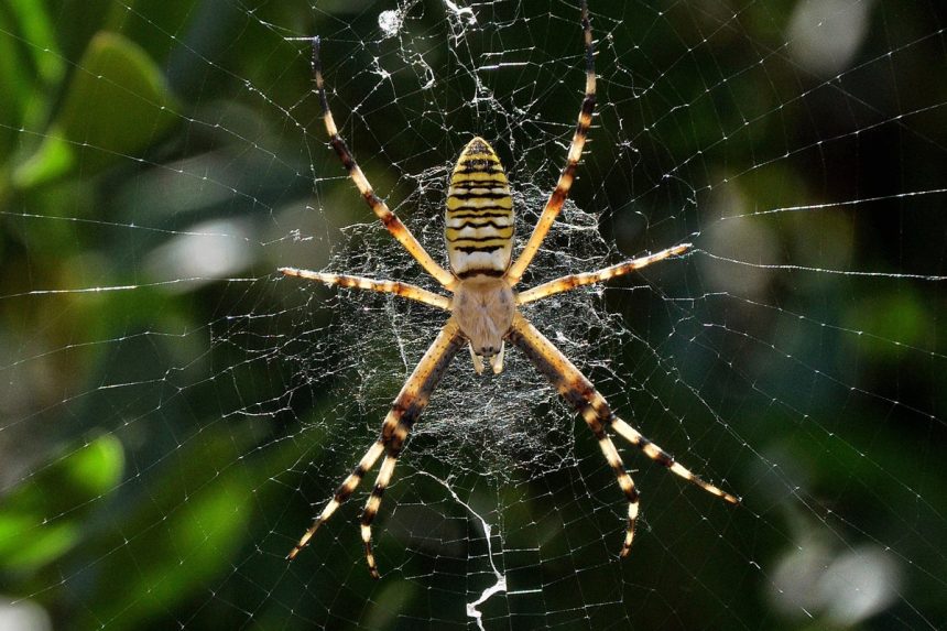Spider Web Patterns May Help Arachnids Sense Vibrations from Prey Spider Web Patterns May Help Arachnids Sense Vibrations from Prey