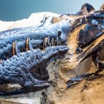 ‘Teacup Tyrant’ Confirmed as Separate Species : ScienceAlert ‘Teacup Tyrant’ Confirmed as Separate Species : ScienceAlert