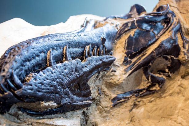 ‘Teacup Tyrant’ Confirmed as Separate Species : ScienceAlert