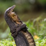 The 2025 Comedy Wildlife Awards Showcase Furious Brawls and Relatable Mishaps — Colossal