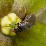 This flower smells like injured ants — and flies can’t resist it This flower smells like injured ants — and flies can’t resist it
