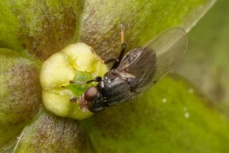 This flower smells like injured ants — and flies can’t resist it