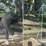 Startling video captures gorilla smashing glass wall of San Diego Zoo enclosure