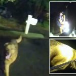 Dutiful dog leads police to owner’s missing 86-year-old mother who collapsed during walk: video