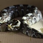 Which venomous snakes strike the fastest?