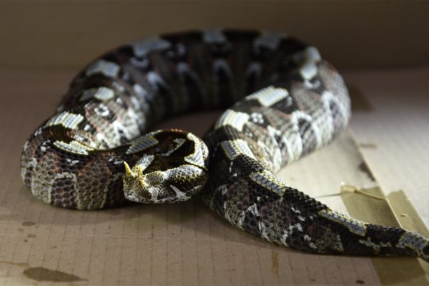 Which venomous snakes strike the fastest?