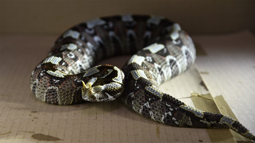 Which venomous snakes strike the fastest? Which venomous snakes strike the fastest?