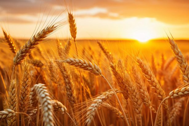 A Reliable Dividend Stock Backed by Global Scale: Archer-Daniels-Midland’s (ADM) Story