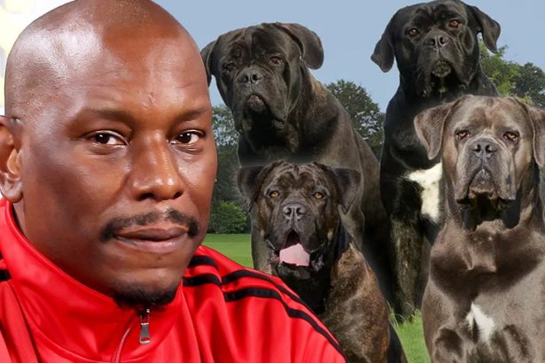 Tyrese: Cops Don't Know Where His Killer Dogs Are
