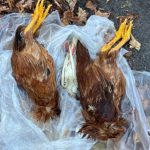Mutilated birds found drained of blood in NY as conspiracies of dark rituals and cult-like killings loom