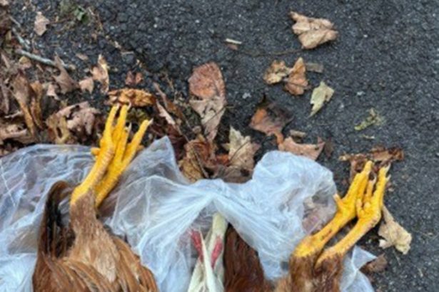 Mutilated birds found drained of blood in NY as conspiracies of dark rituals and cult-like killings loom