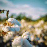 Cotton Off Morning Lows, but Holding Wednesday Losses