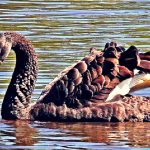 BRITISH FOWL PLAY: Black Swan Exiled from Shakespeare’s Hometown After Terrorizing Visitors and Attacking Other Birds | The Gateway Pundit | by Paul Serran