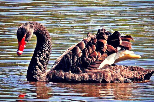 BRITISH FOWL PLAY: Black Swan Exiled from Shakespeare’s Hometown After Terrorizing Visitors and Attacking Other Birds | The Gateway Pundit | by Paul Serran