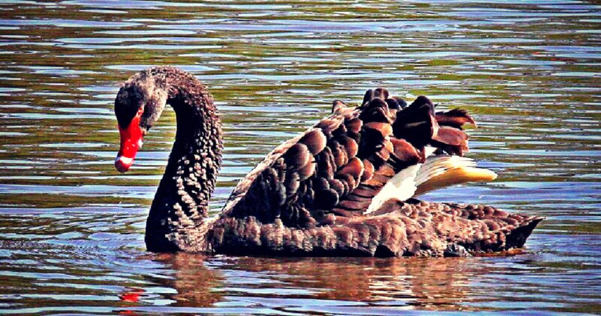 BRITISH FOWL PLAY: Black Swan Exiled from Shakespeare’s Hometown After Terrorizing Visitors and Attacking Other Birds | The Gateway Pundit | by Paul Serran
