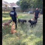 Tyrese Gibson’s Dogs Run Around Friend’s Backyard in New Video