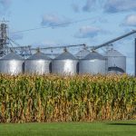 Why Planting Too Much Corn Hurts Farmers—and the Environment