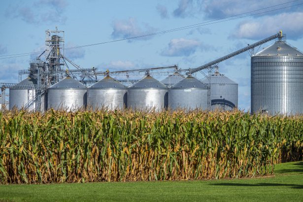 Why Planting Too Much Corn Hurts Farmers—and the Environment