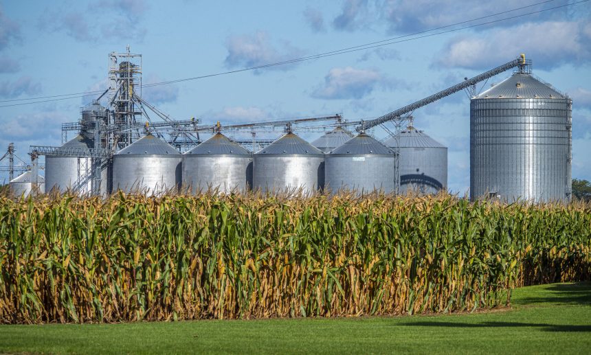 Why Planting Too Much Corn Hurts Farmers—and the Environment