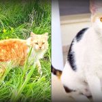 CAT ISLAND: Cyprus Has More Feral Cats Than People, and Now Officials Wants To Implement a Mass Sterilization Program | The Gateway Pundit | by Paul Serran