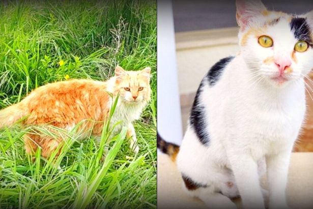 CAT ISLAND: Cyprus Has More Feral Cats Than People, and Now Officials Wants To Implement a Mass Sterilization Program | The Gateway Pundit | by Paul Serran