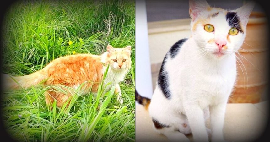 CAT ISLAND: Cyprus Has More Feral Cats Than People, and Now Officials Wants To Implement a Mass Sterilization Program | The Gateway Pundit | by Paul Serran