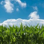 Corn Rallies Back into Thursday’s Close