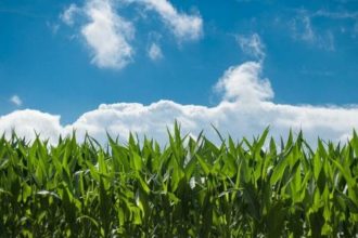 Corn Rallies Back into Thursday’s Close