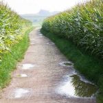 Corn Falls on Friday