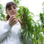 Tilray Brands (TLRY) Hits All-Time High on Stellar Q1 Earnings