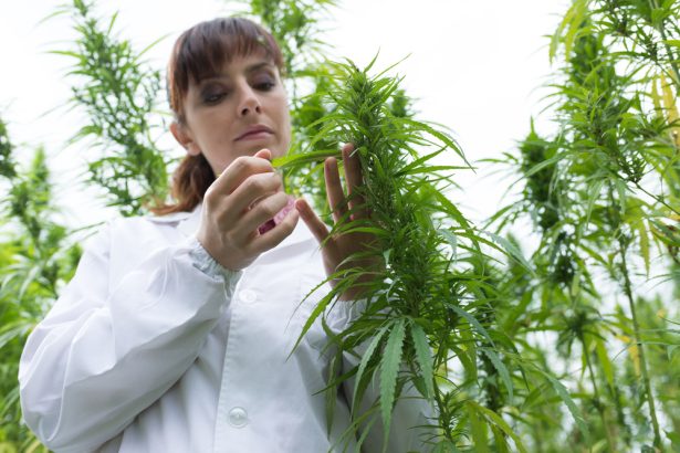 Tilray Brands (TLRY) Hits All-Time High on Stellar Q1 Earnings