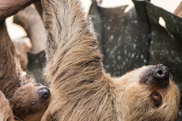Adorable newborn sloth named Beanie’s Baby makes public debut at Elmwood Park Zoo