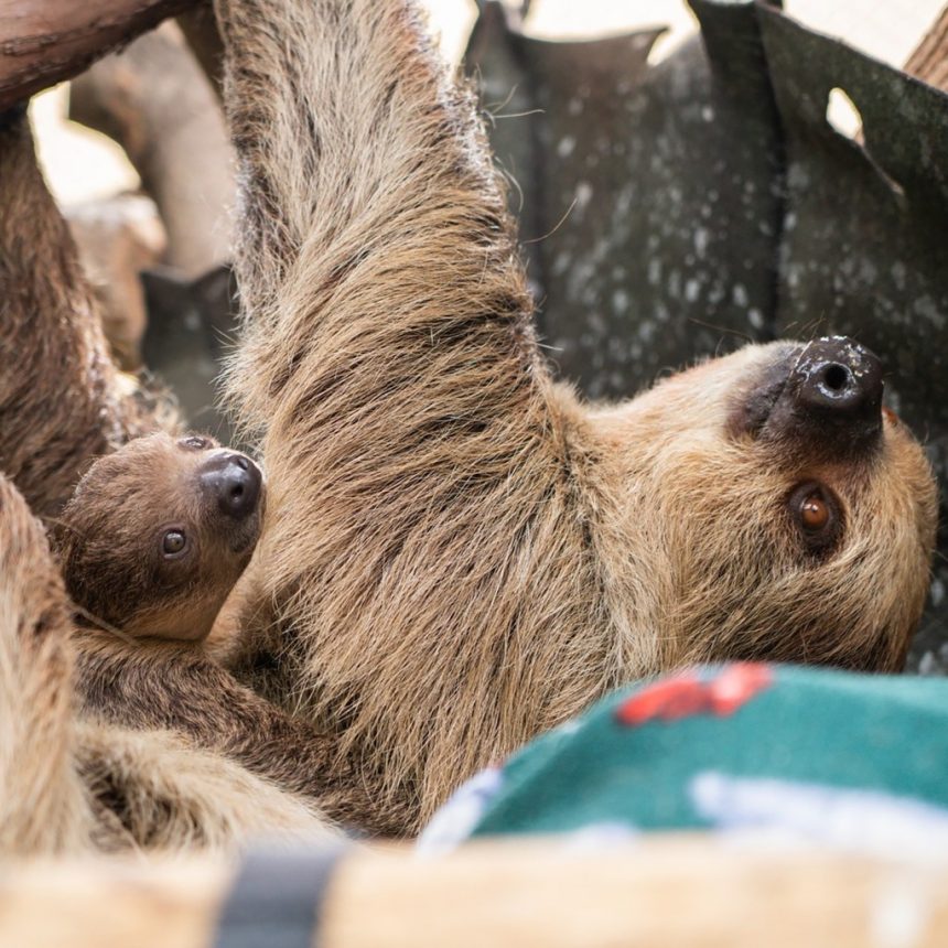 Adorable newborn sloth named Beanie’s Baby makes public debut at Elmwood Park Zoo