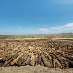 Can We Bury Enough Wood to Slow Climate Change?