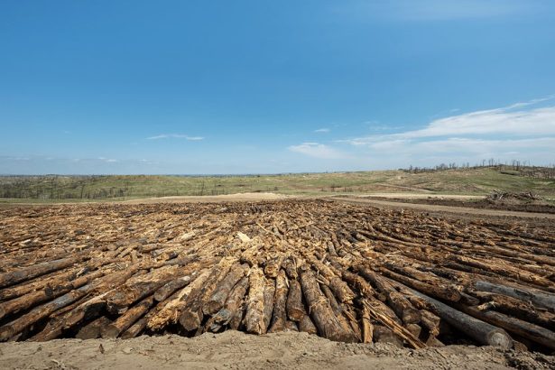 Can We Bury Enough Wood to Slow Climate Change?