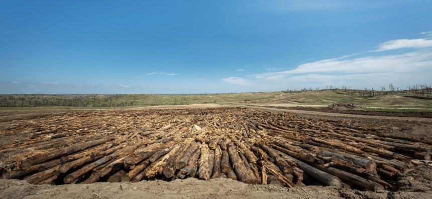Can We Bury Enough Wood to Slow Climate Change?
