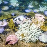Coral Die-Off Marks Earth’s First Climate ‘Tipping Point’, Scientists Say
