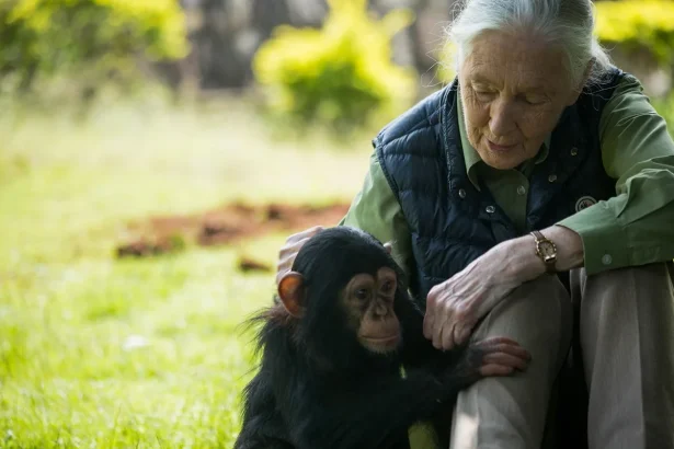 3 Ways Jane Goodall Challenged What It Means to Be a Scientist