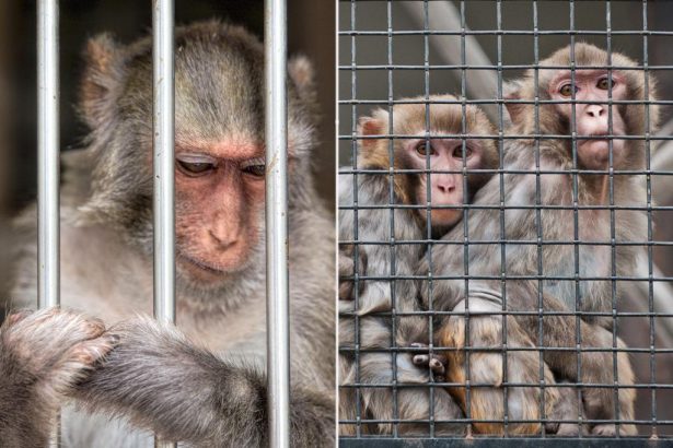 New Jersey moneyman behind sick ‘monkey crushing’ videos gets just 4 years in prison