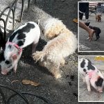 Cute piglet plays off-leash with pups at popular NYC dog park — but experts warn it’s snout-rageous